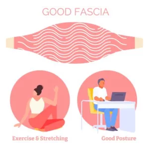 Good fascia has wavy fibers that stretch, which can happen when you exercise, stretch, and maintain good posture