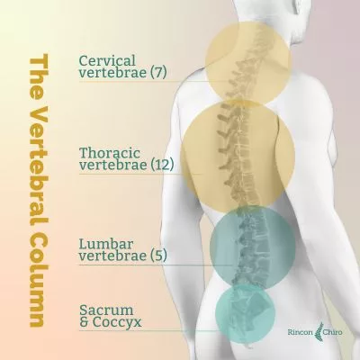 Vertebral Column sections showing the four major sections of the spine