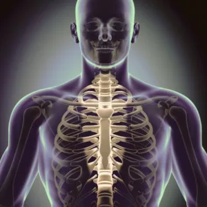 Skeleton diagram highlighting the sternum, illustrating the anatomical focus of sternum pain treatment at Rincon Chiropractic.