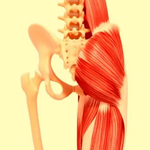 Anatomical model showing a split view of the hip area, with the left side displaying bones and the right side showcasing muscles.