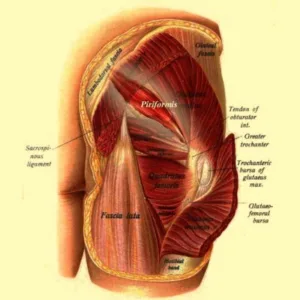 Image showing the Piriformis Muscle and surrounding areas